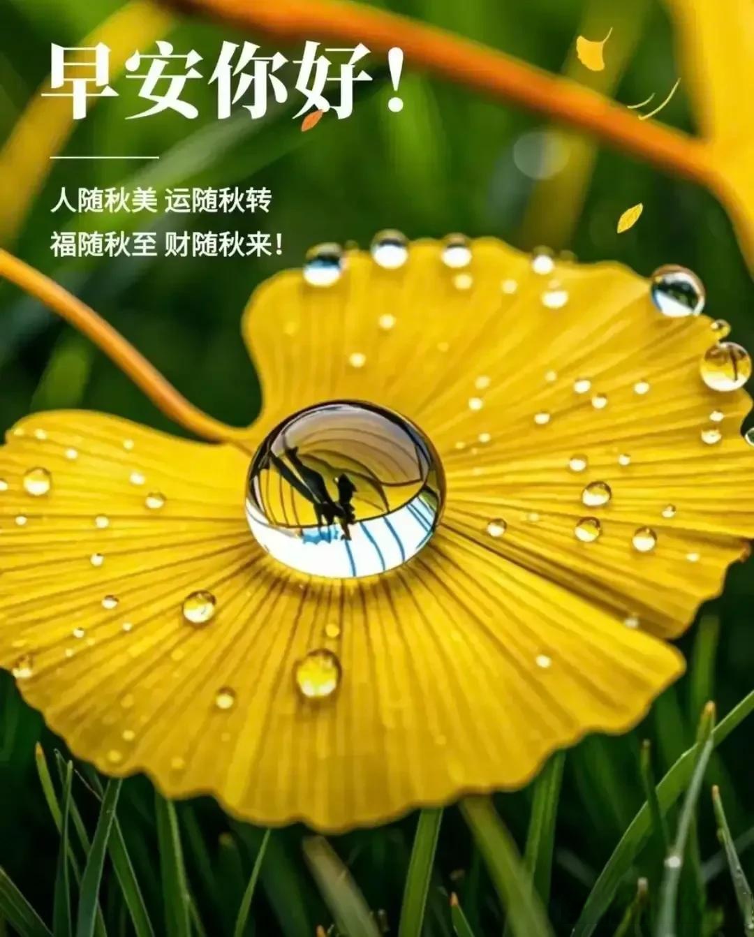 我的宝藏头条作者 大家早上好 但愿人长久,千里共婵娟