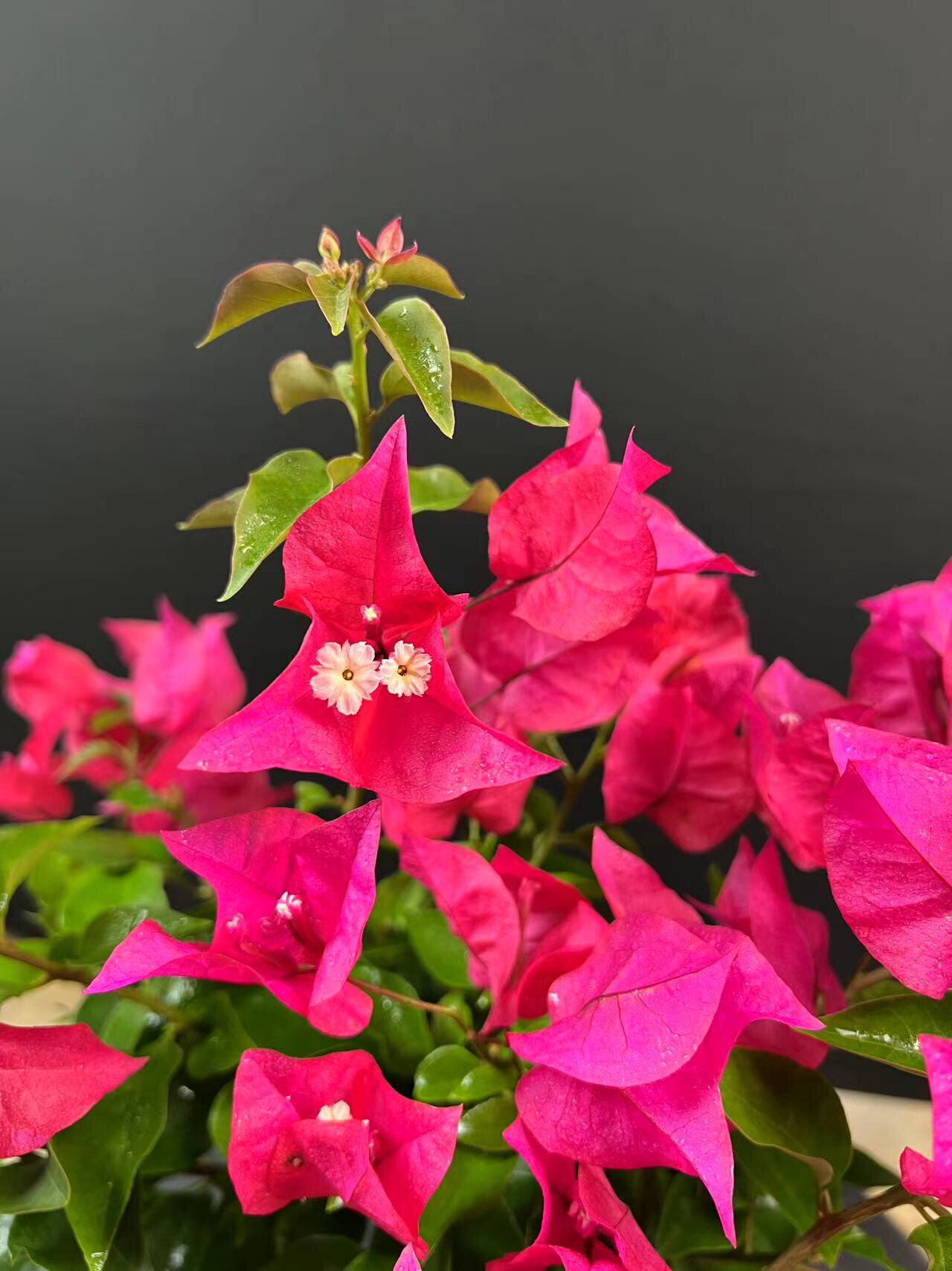 三角梅印度橙粉品种大花勤花如何一盆来出多 三角梅中勤花