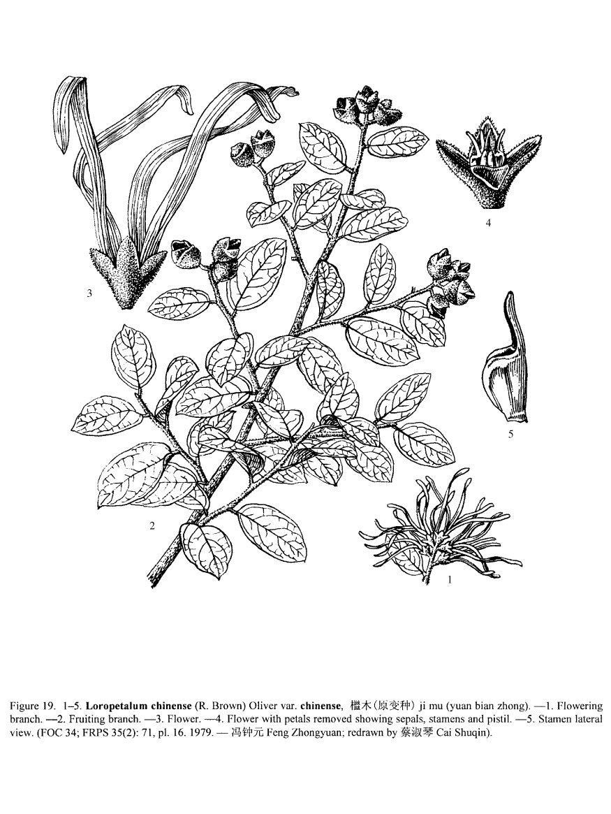 认认植物--红花檵木