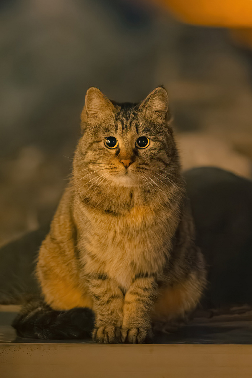 夜幕下的鹰头猫,也太迷人了[爱你]   #文案# #情感# #朋友圈文案