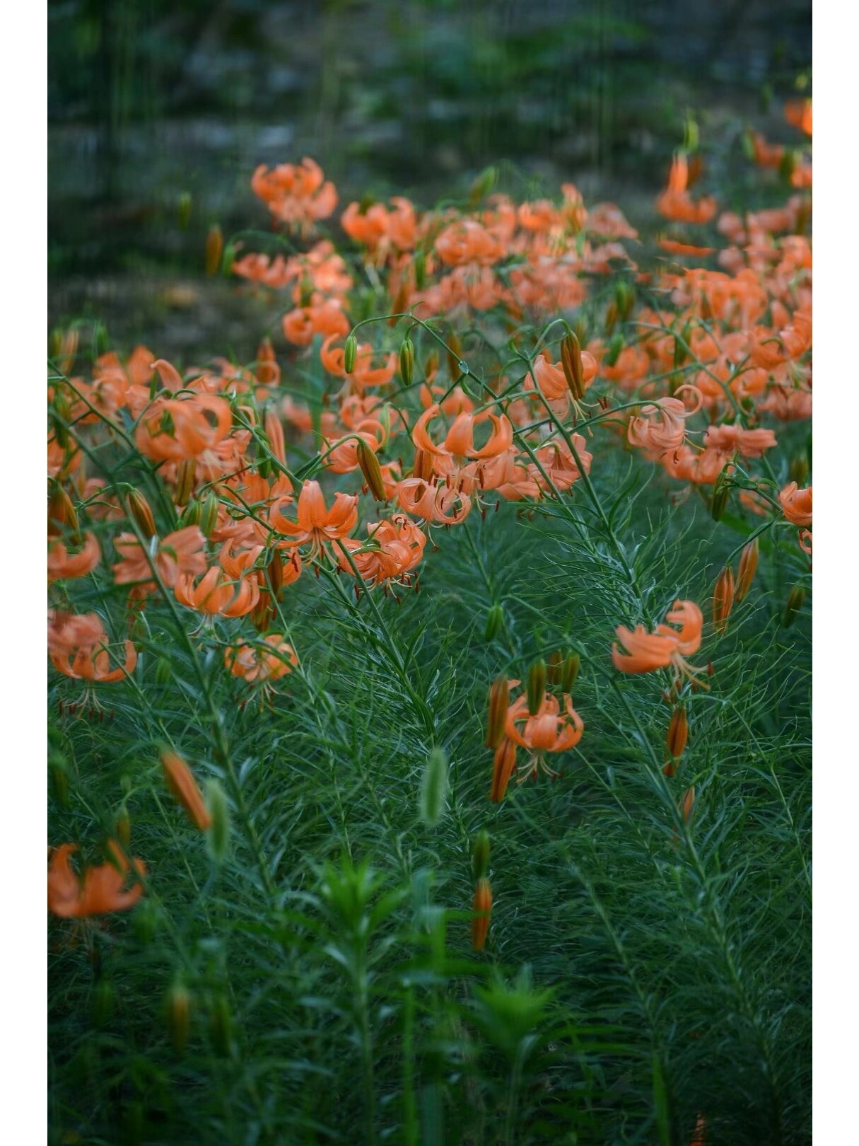 兰州百合开花了,竟然是这样的