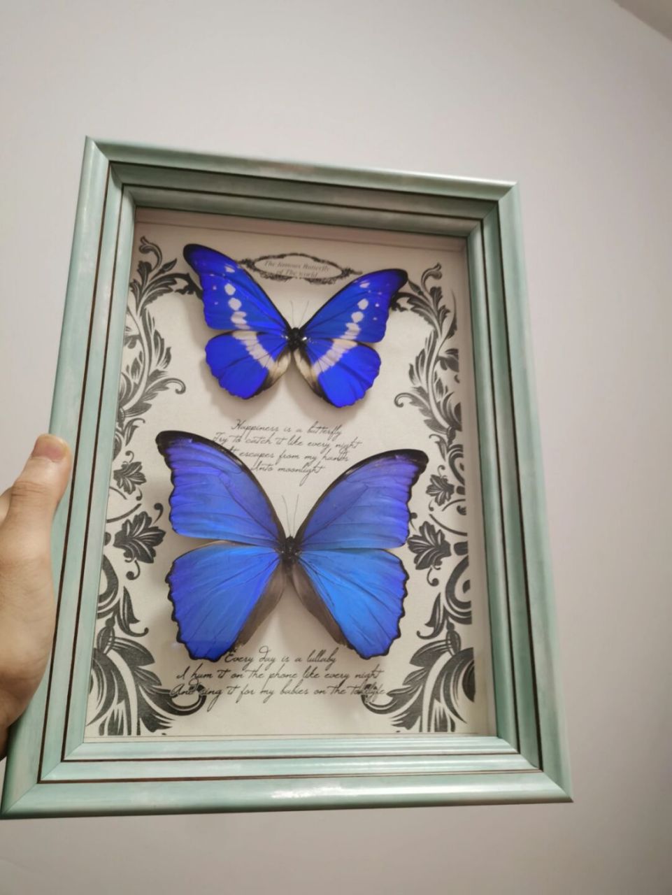 &大蓝闪蝶科普红人打造计划 #奇妙生物圈# #蝴蝶标本# #光明女神蝶