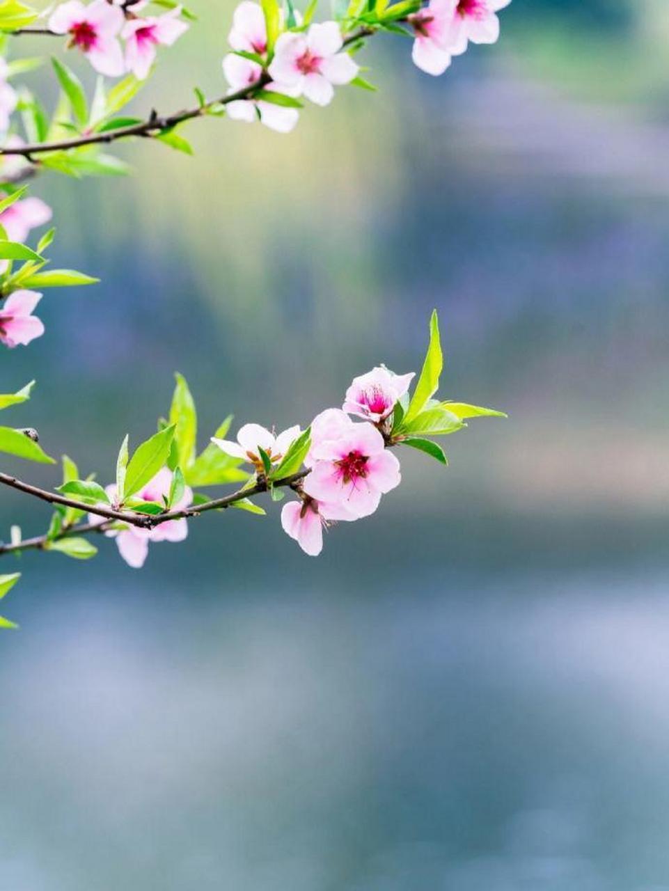 周朴的桃花图片