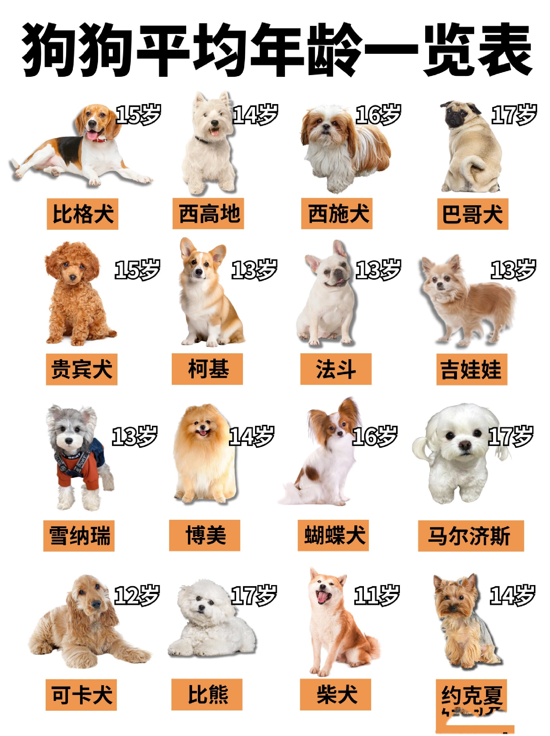 比格犬的寿命图片