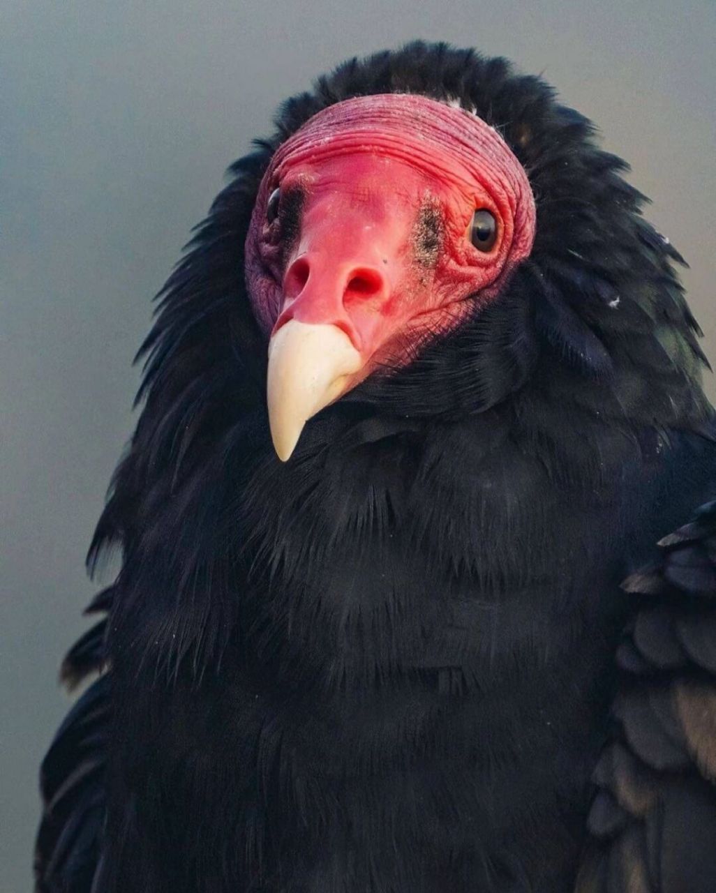 保护动物# #鸟类# #观鸟# #土耳其秃鹰