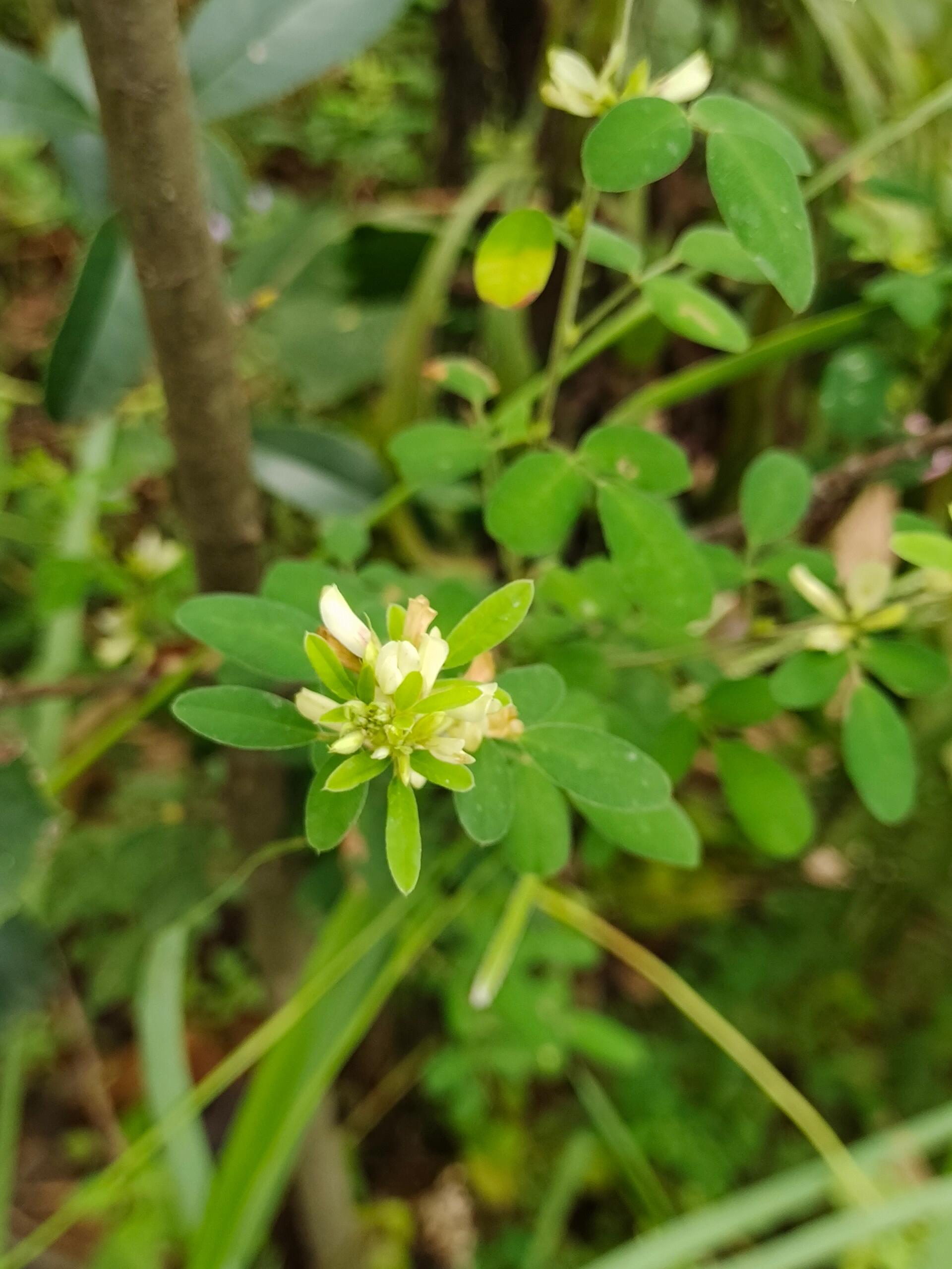 [96]每天认识一种植物—铁马鞭