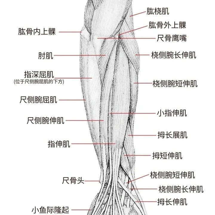 前臂肌群