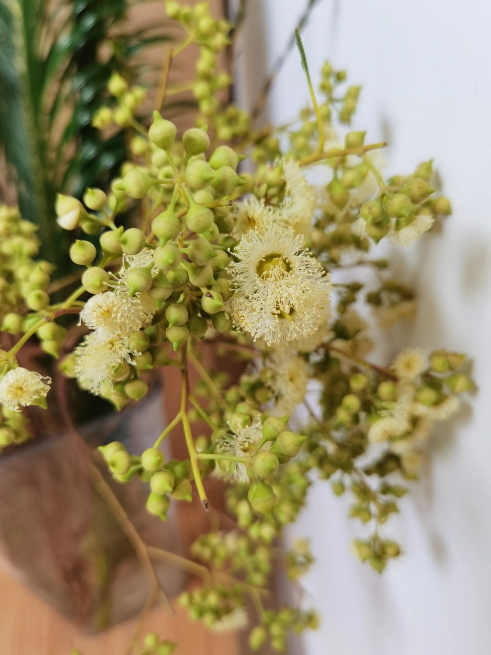 认识花花草草2～小米果 小米果的花语:开心喜悦,遇见光明!