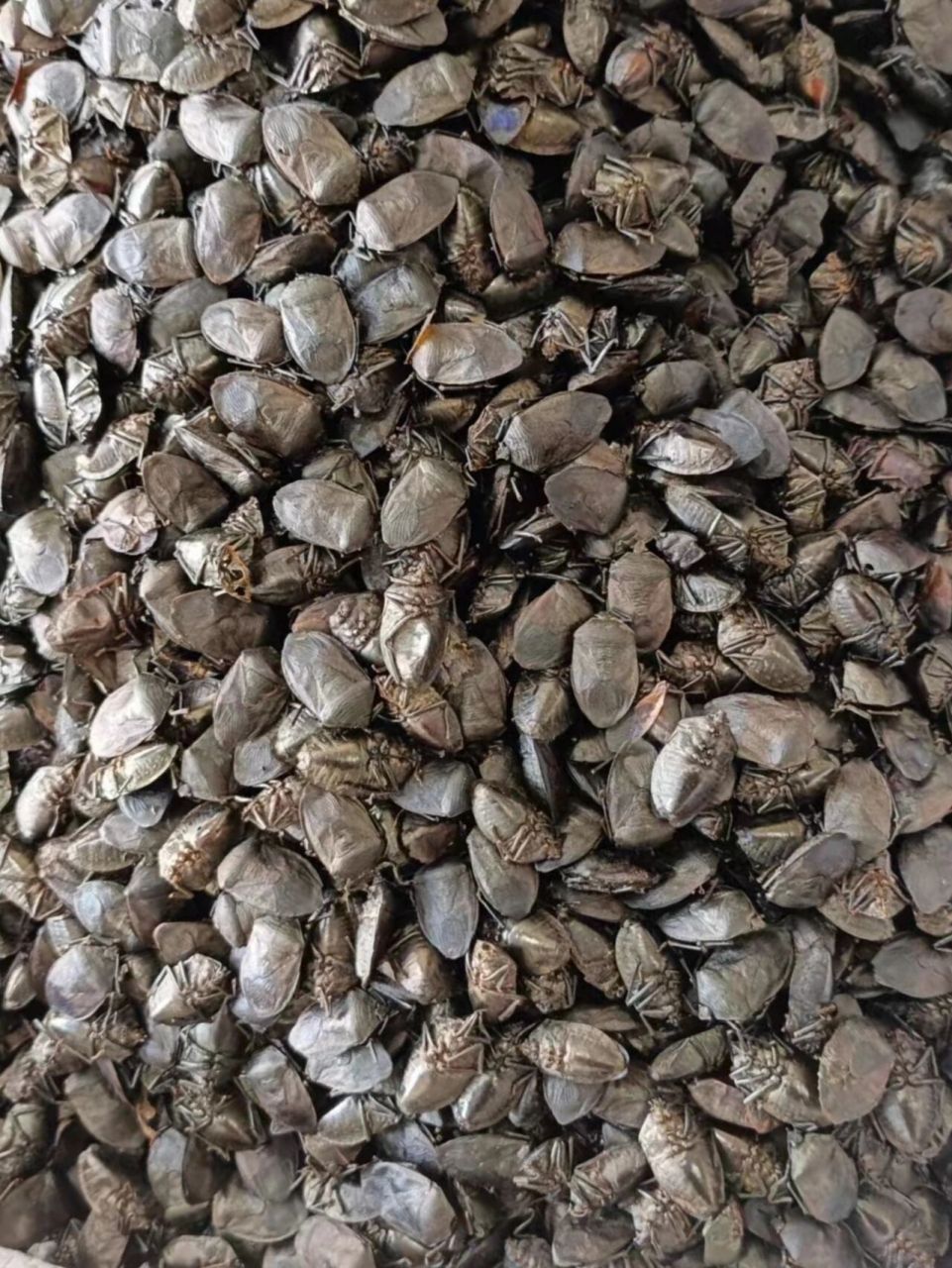 优质中药材——九香虫 九香虫是臭大姐,但臭大姐不一定是九香虫.
