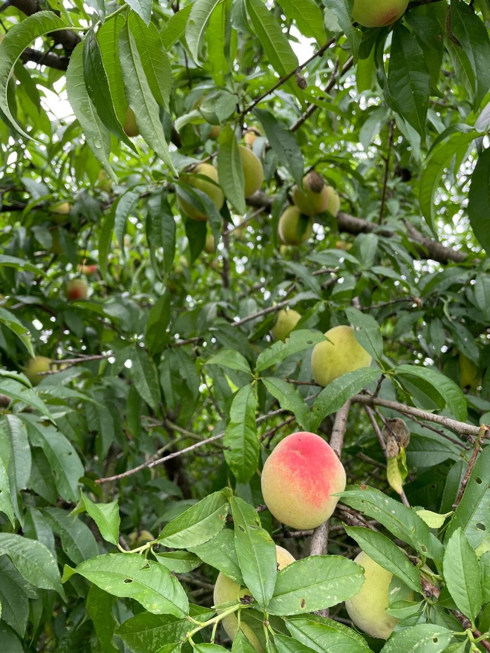 野生毛桃树  茶树地里干活时发现一颗野生毛桃树,无人管理成熟的桃子