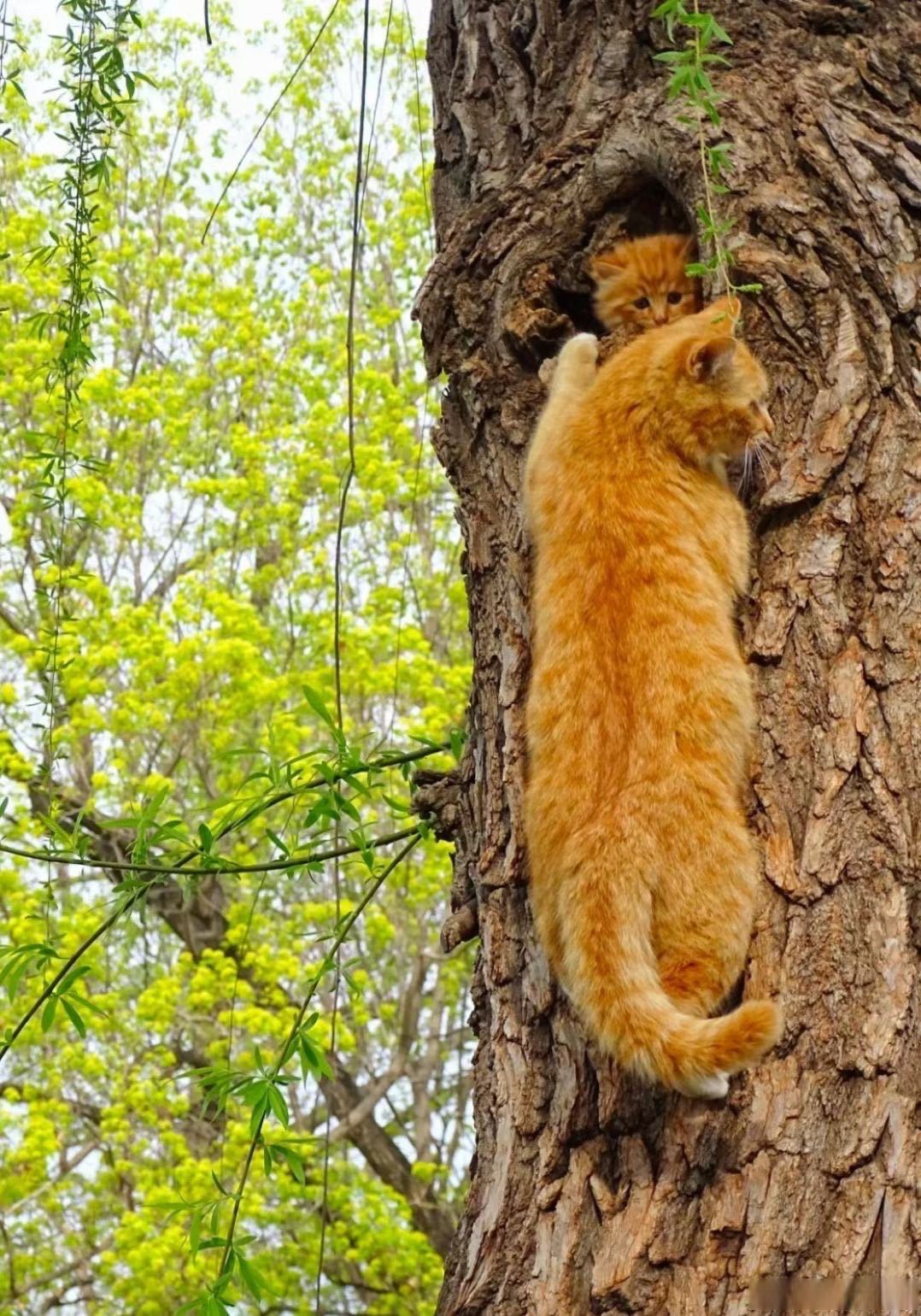 天伦之乐,舐犊之情,动物也不例外