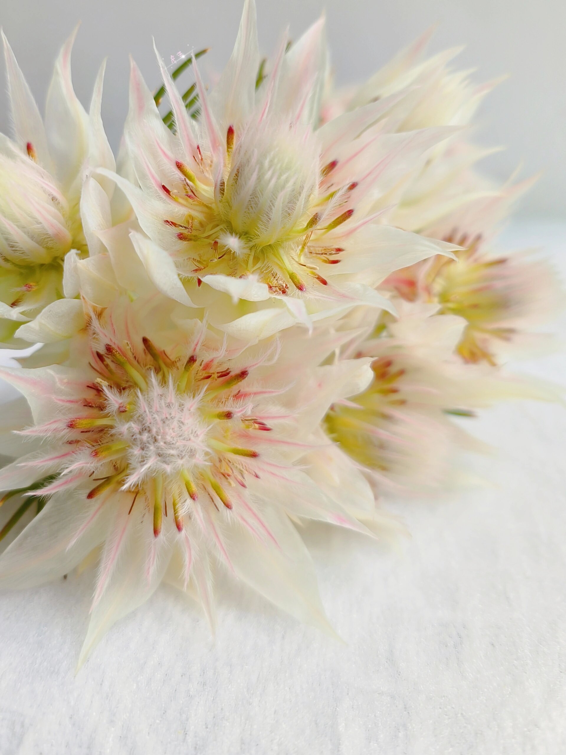 拥有神仙级颜值的9699新娘花 花材  :  南非进口新娘花(粉白色)