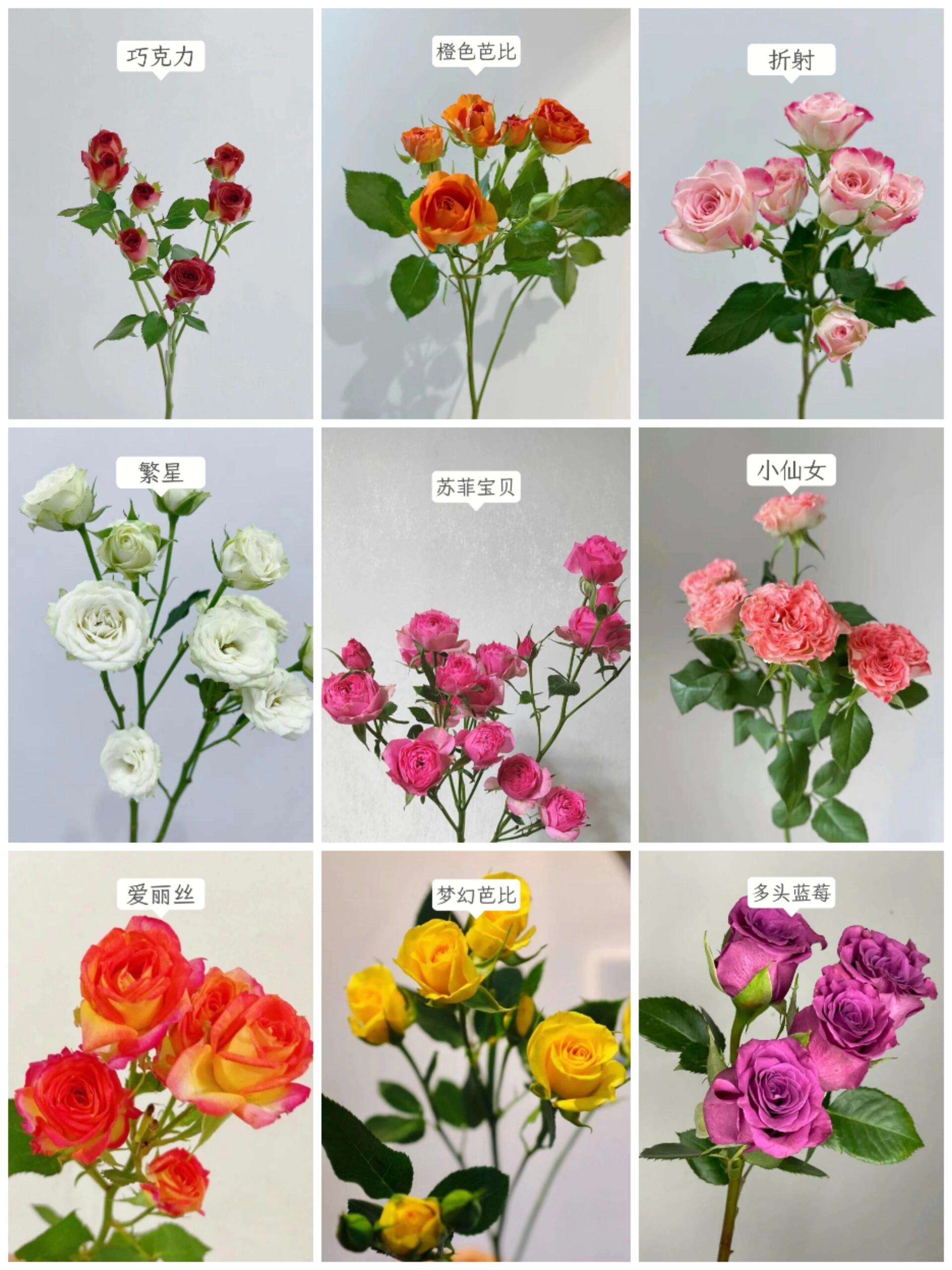 干货9款花店常用多头玫瑰请收藏‼