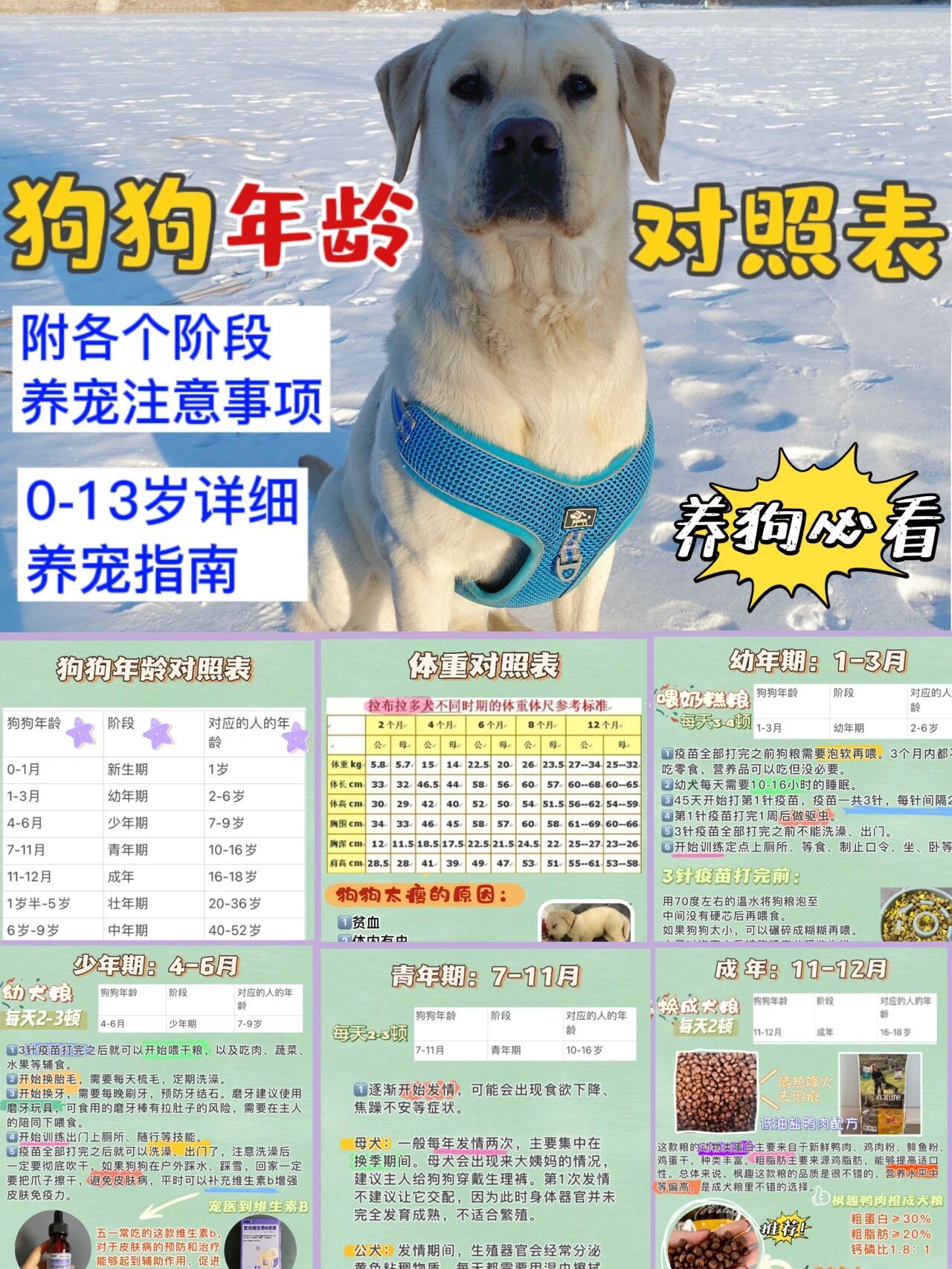 狗狗年龄对照表96不同时期 养宠注意事项