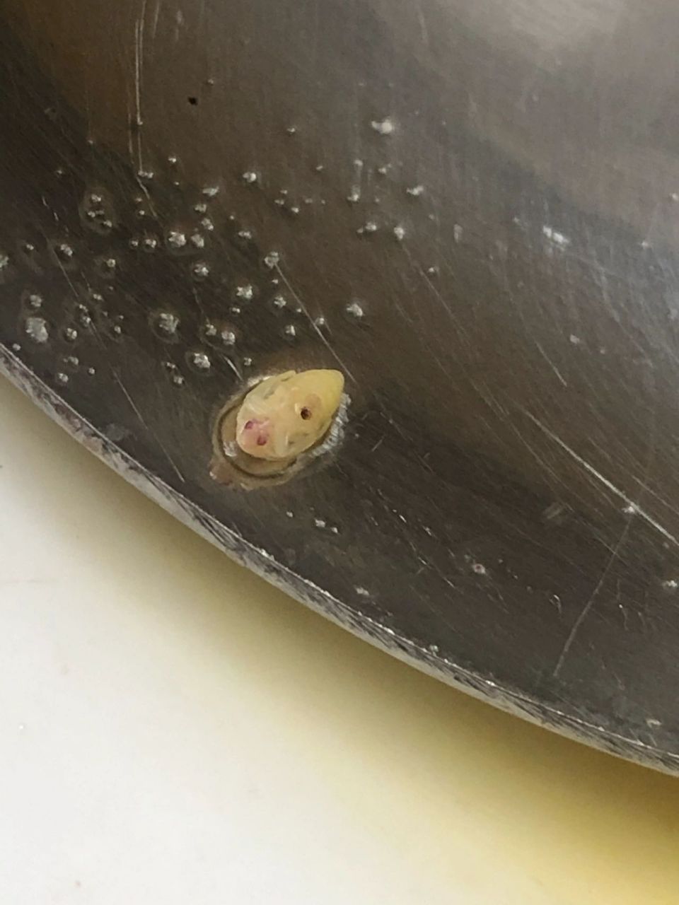 绿豆有虫子? 图一的绿豆质量很好,没有虫眼.