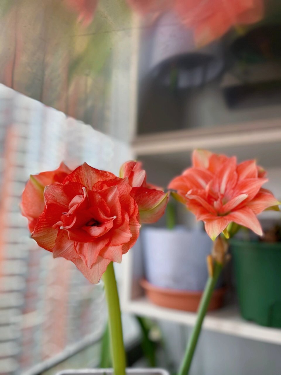 朱顶红开花记之 贝尼托 橙色调的猪 看疲劳了 圆也真圆 有点扣碗形状