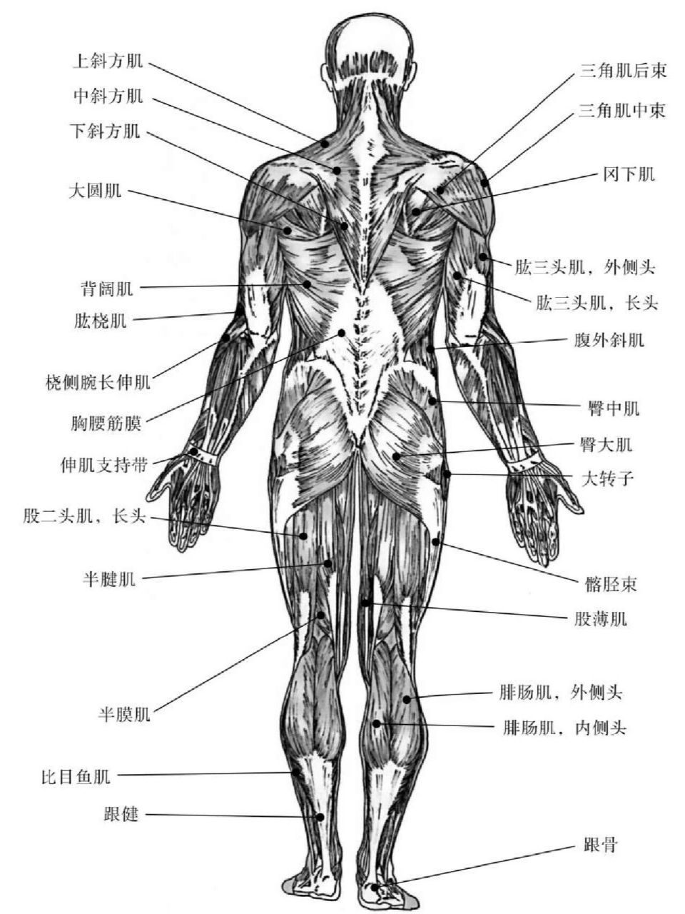 骨骼肌模式图图片