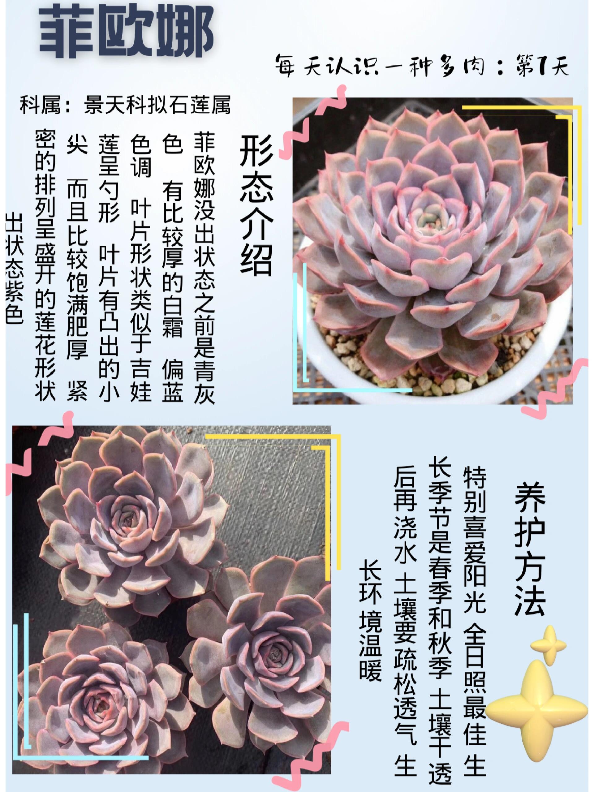 菲欧娜95每天多肉科普78第7期