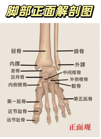 它们共同组成踝关节,是连接腿和脚的重要部分
