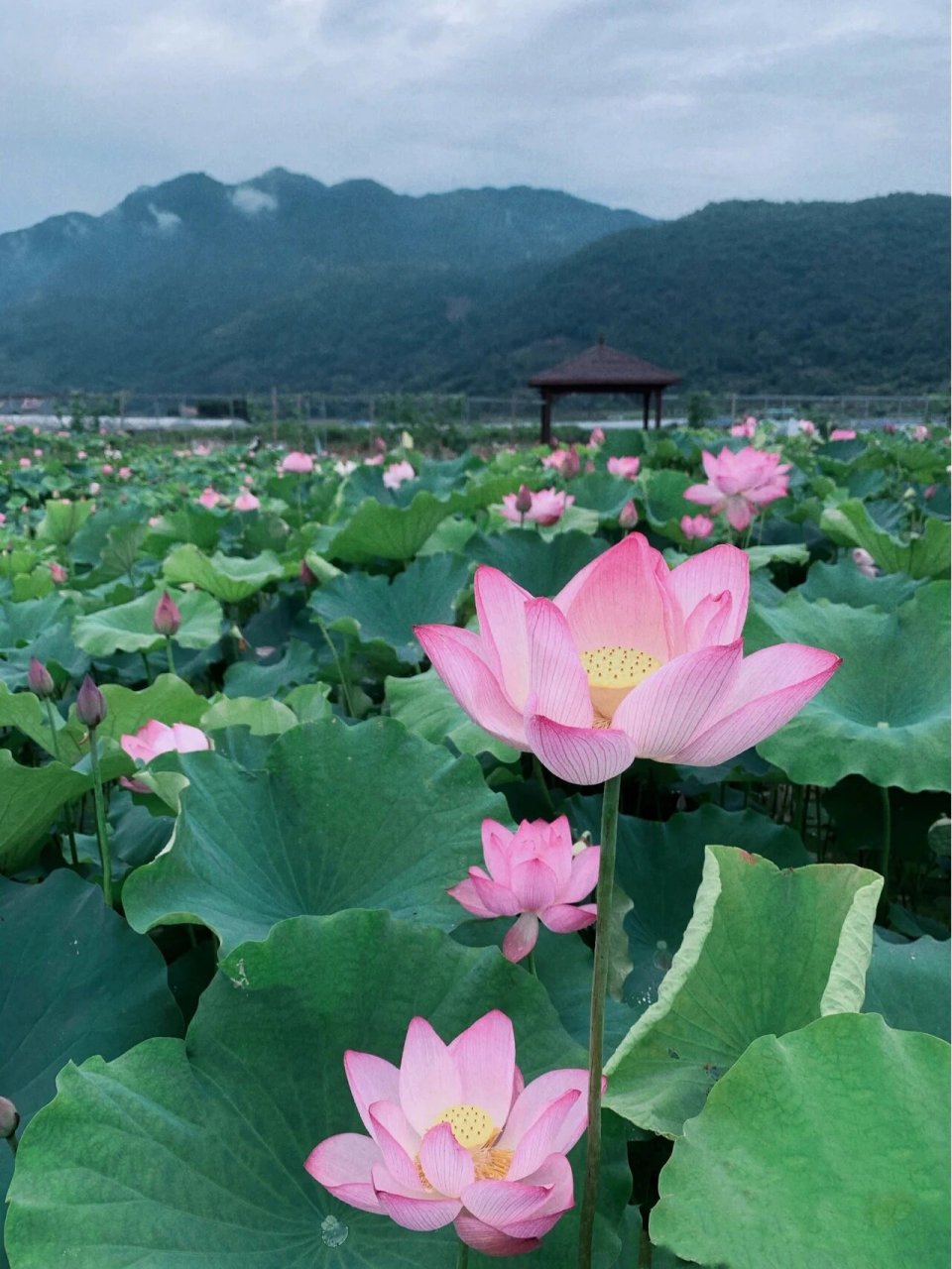 二年级美文分享 夏天的池塘
