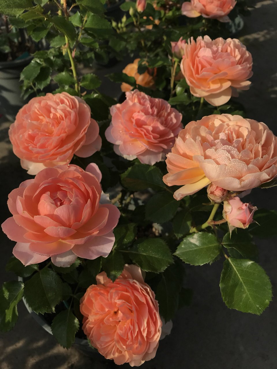 我的月季系列——杏色露台 杏色露台是一款花色跟果汁有几分相似的大