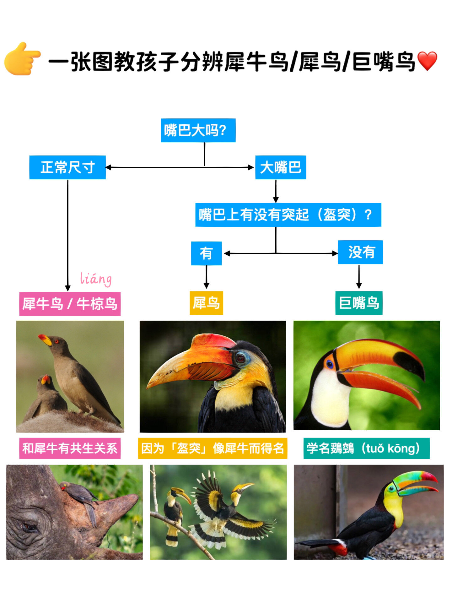 一张图教孩子分辨犀牛鸟/犀鸟/巨嘴鸟