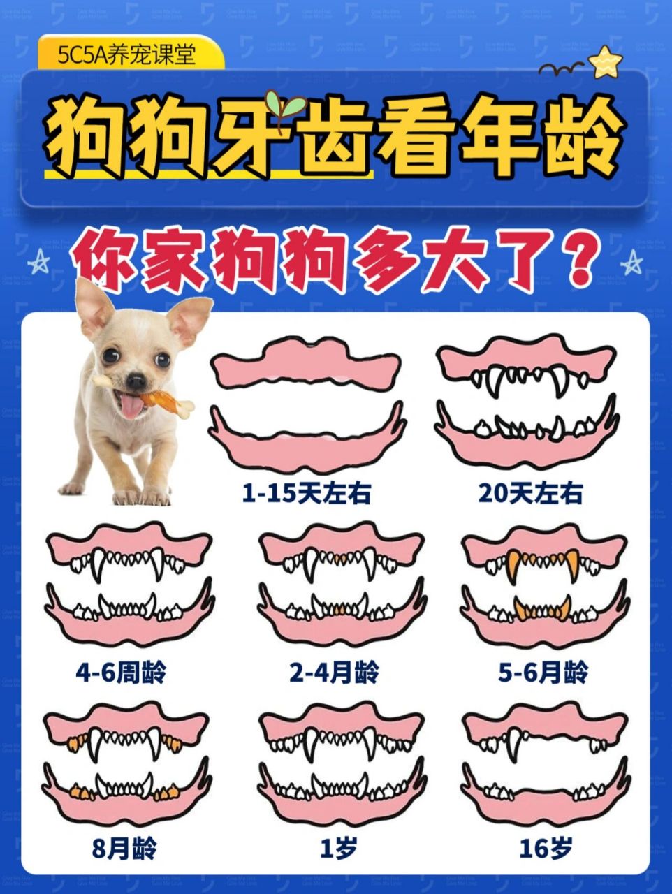狗牙齿年龄对照表图解图片