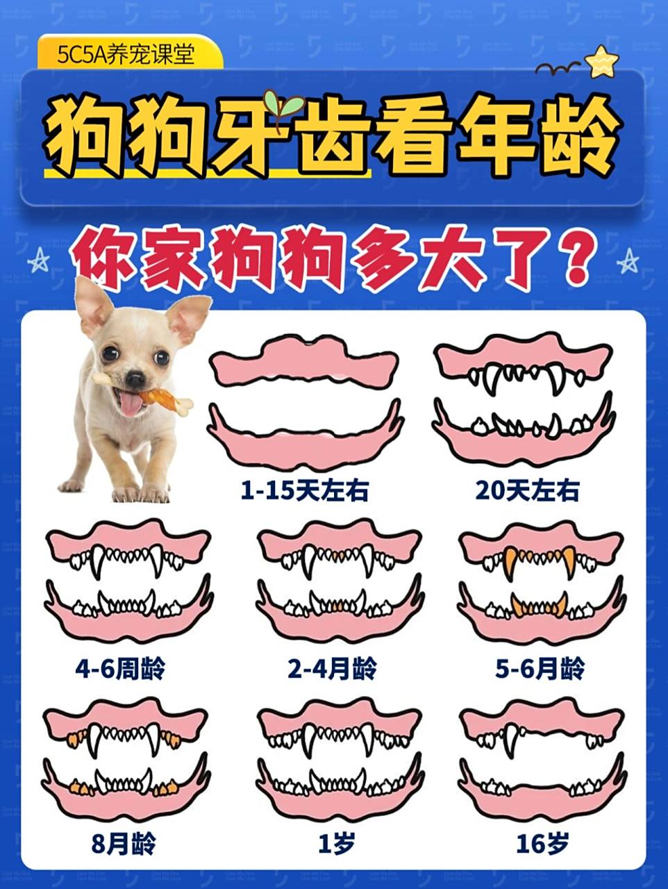 971-15天左右 牙齿还未长出 .