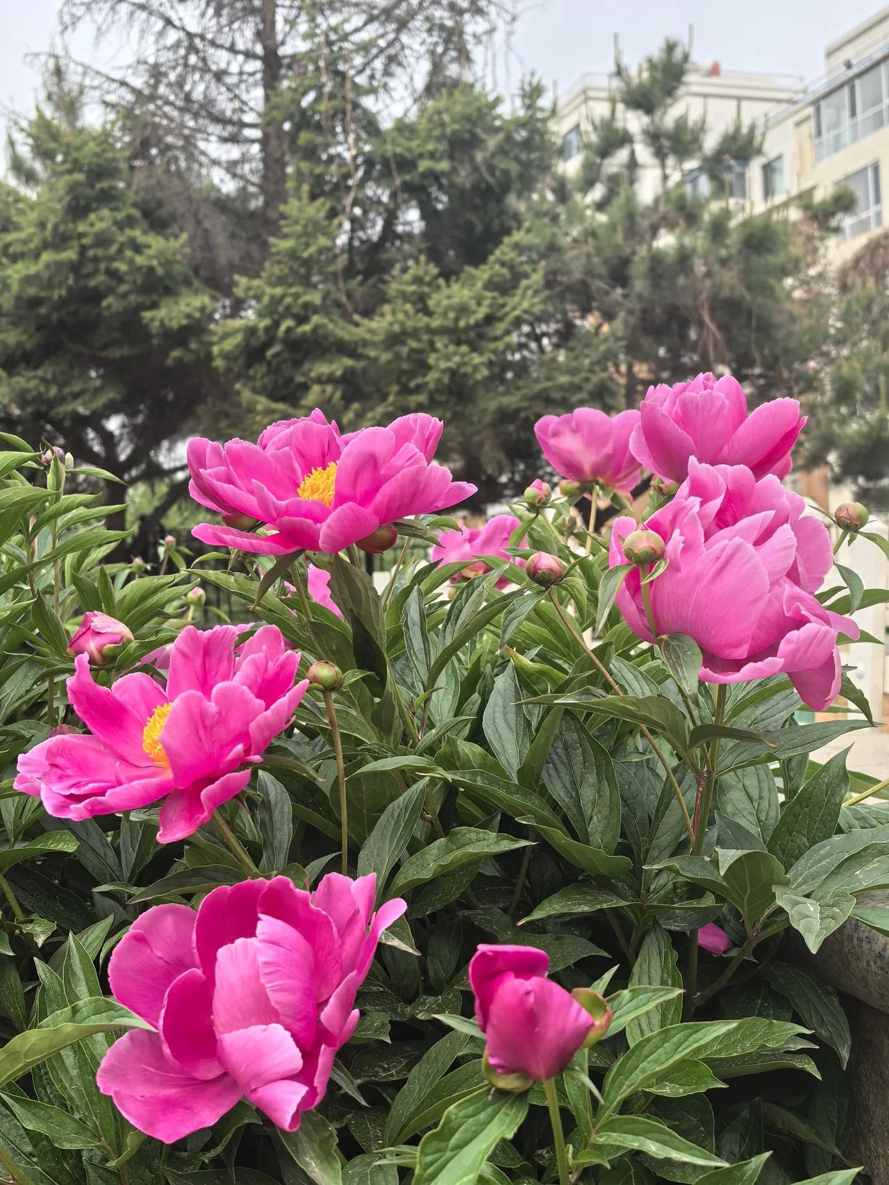 芍药竖屏