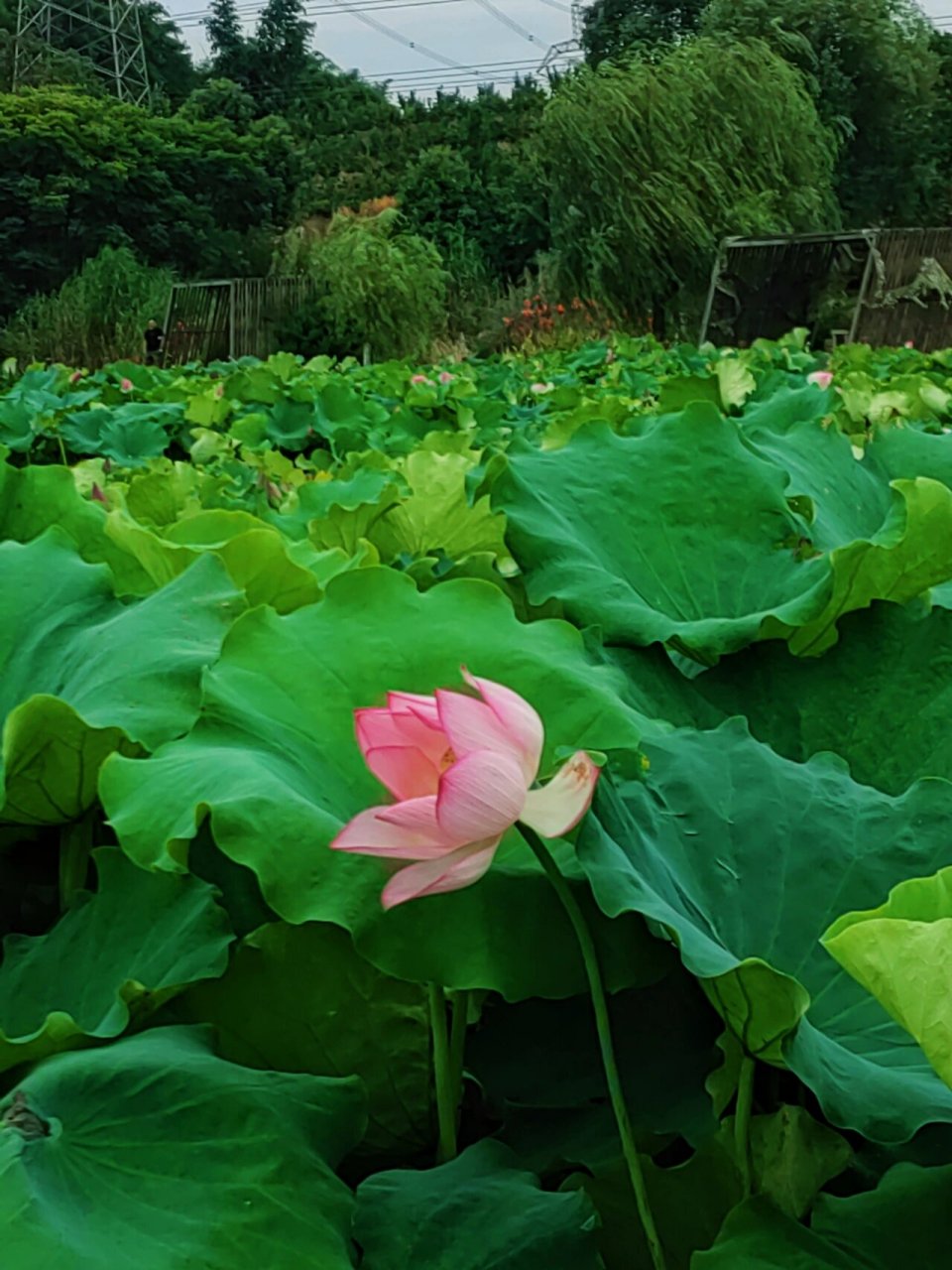 田田 正是赏荷好时节 去到一个小山村里面,连绵几十亩的荷塘,荷香扑鼻