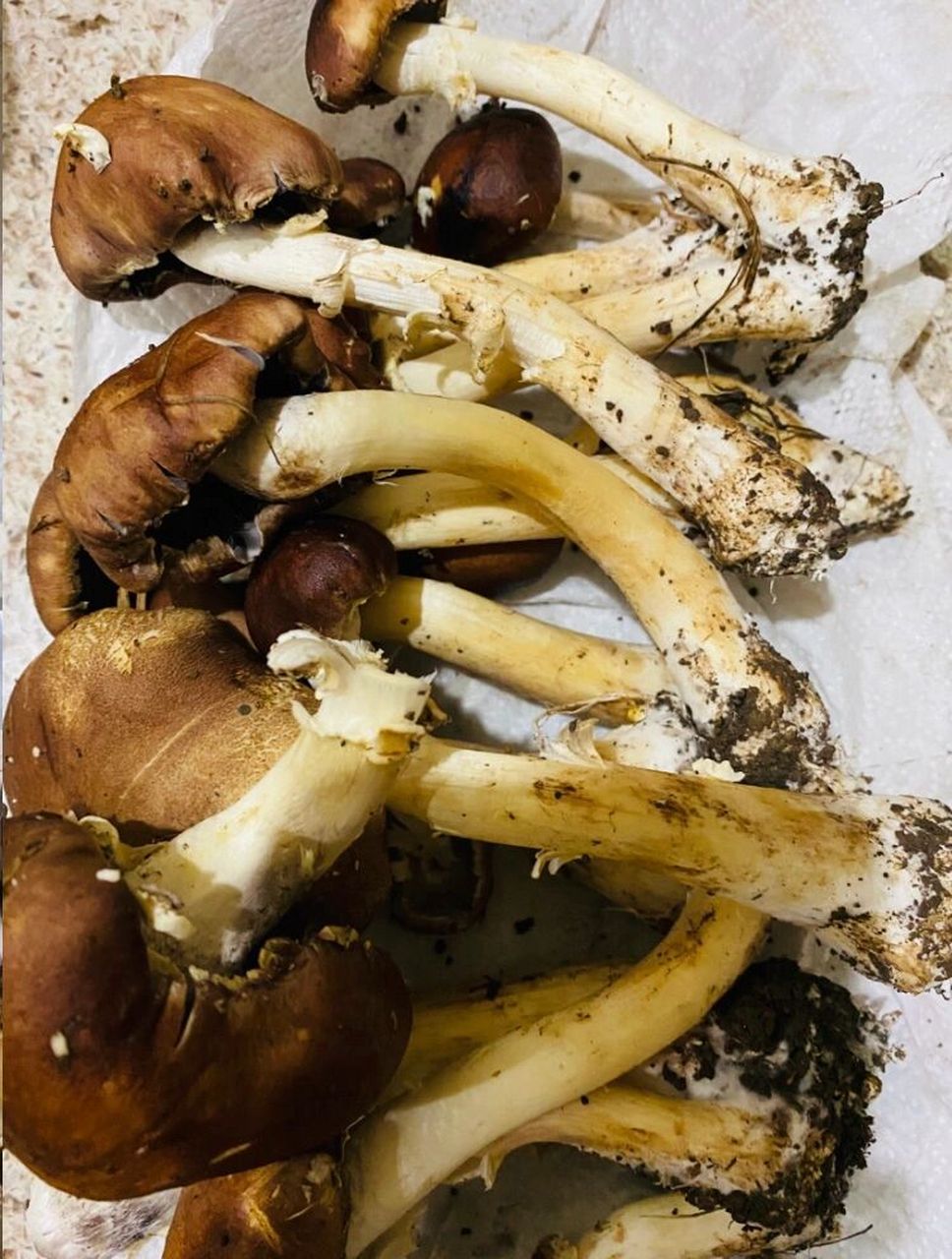 【蘑菇干-大脚菌】 做法: 大脚菌去泥脚洗净沥干,放干果机筛子,大朵