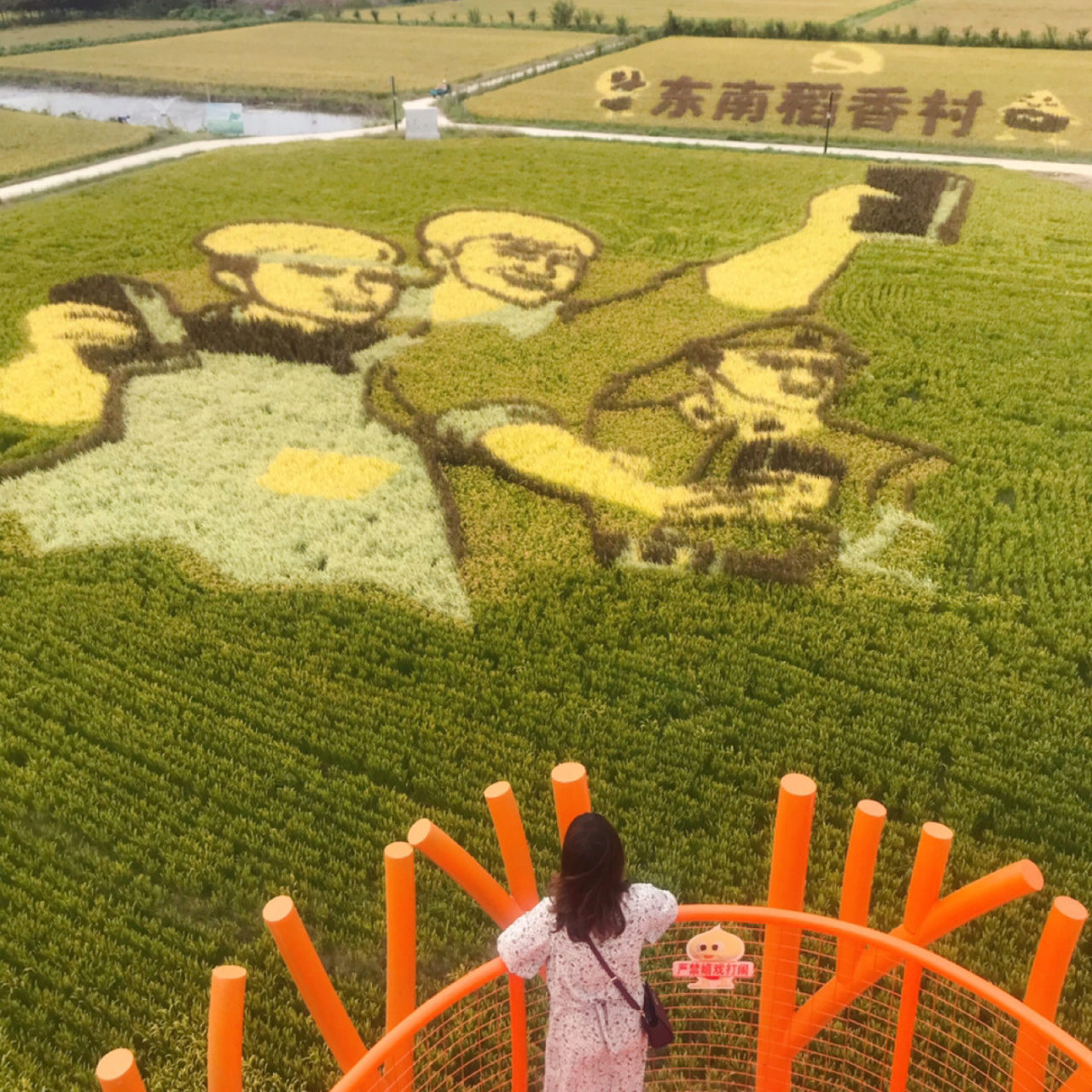 常州西夏墅稻田艺术图片