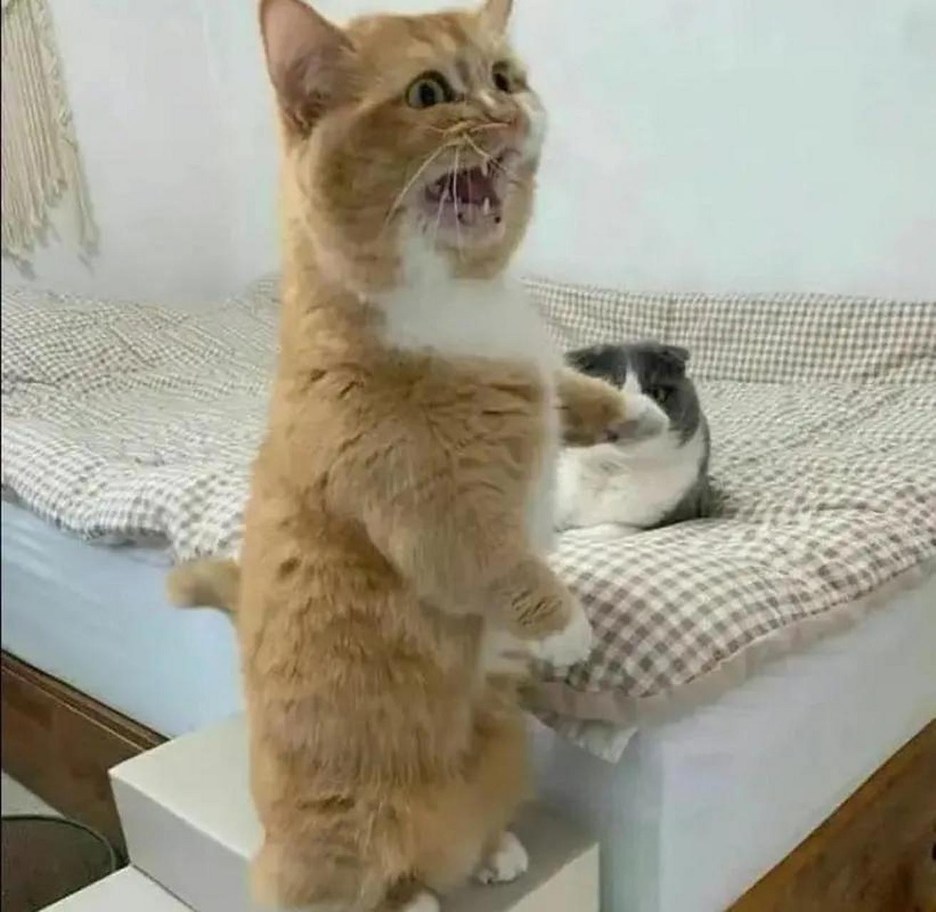 猫咪都会告状了,虽然听不懂猫语,但从表情就能看出它在跟主人告状,还