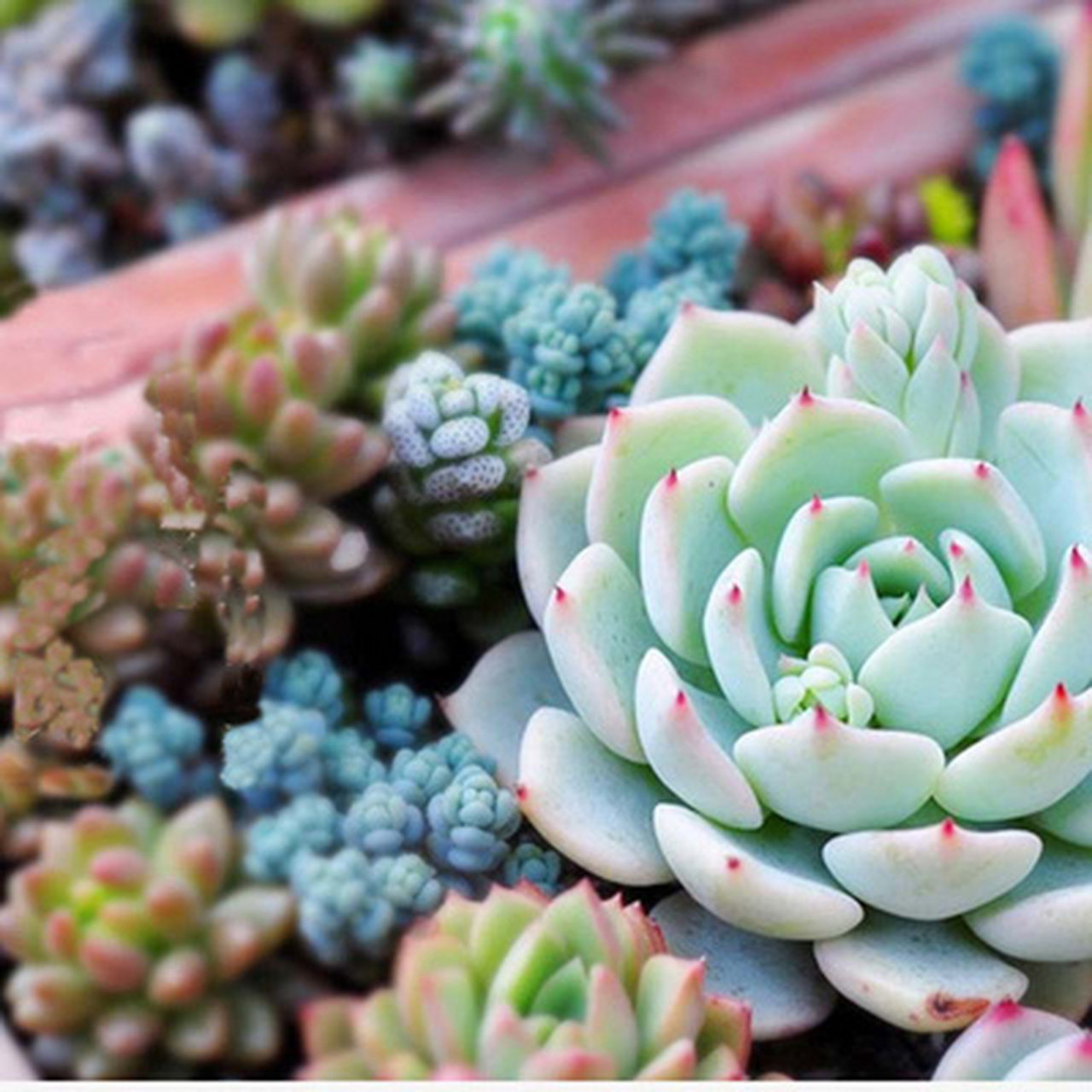 多肉植物是近年来非常流行的一种盆栽植物,因为它们颜色丰富,造型