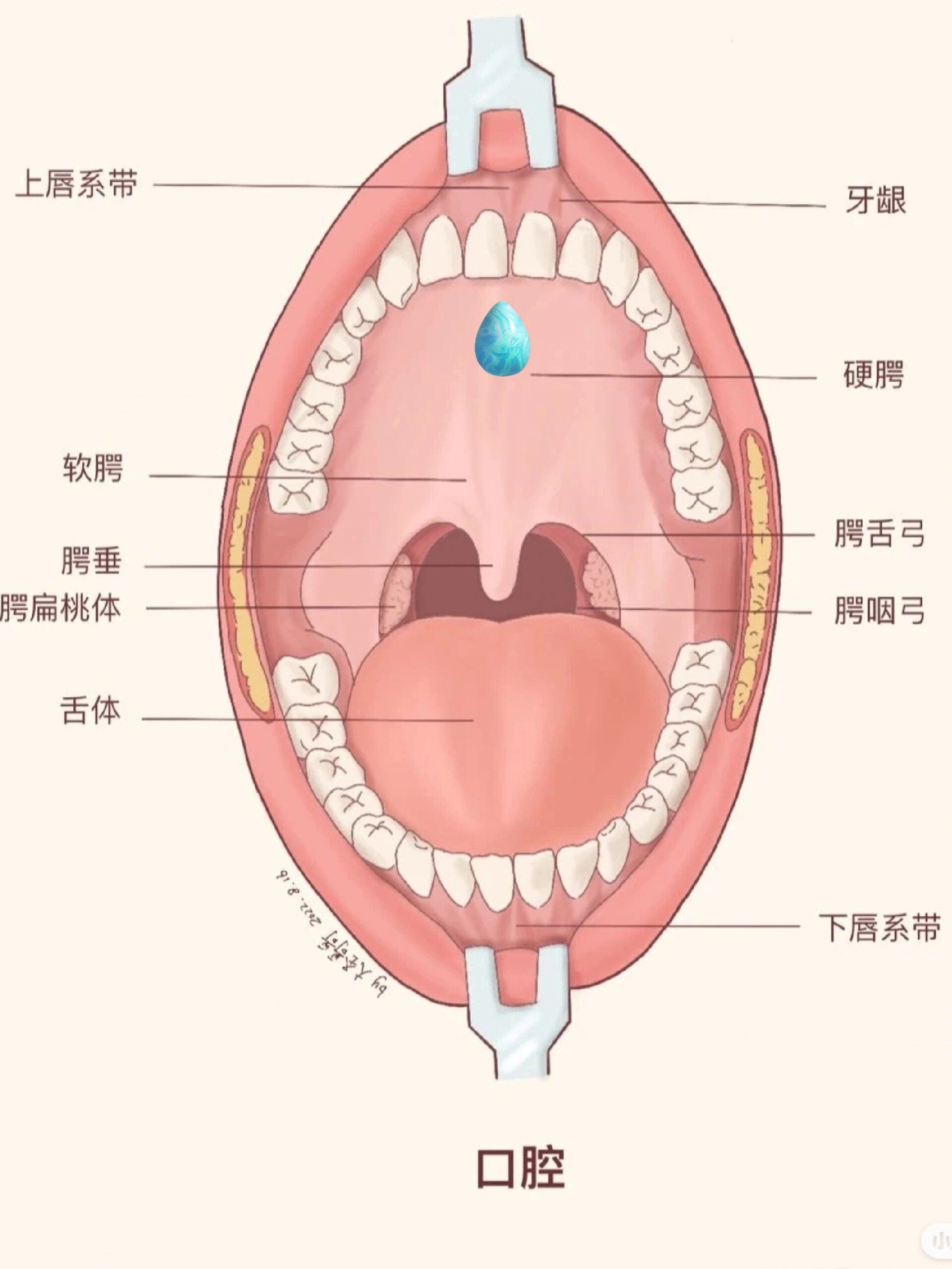 口腔上颚硬颚那里长了一个小肉球    时小时大,上火了大一点,不上火就