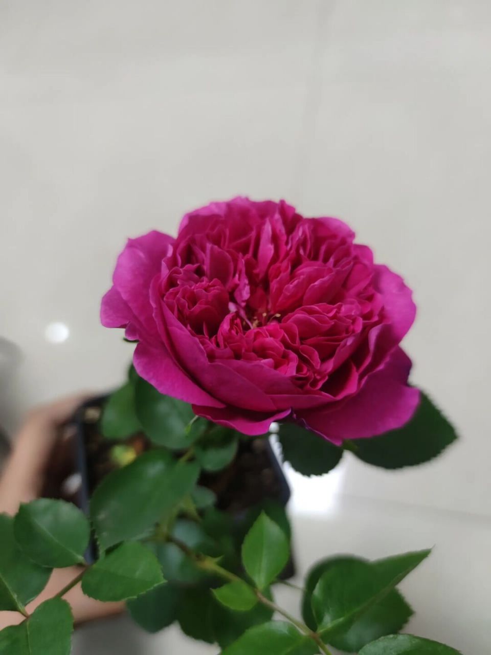 刚入的小苗,叫侯爵夫人莫特叶,marquise demerteuil , ルキ-ズドウ