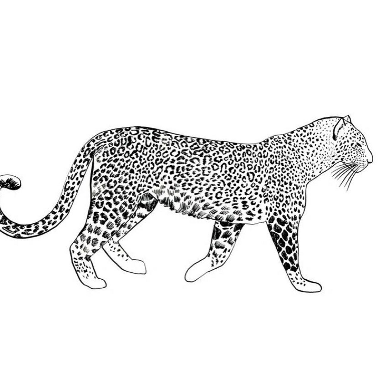 简笔画-动物简笔画-大象-山羊-豹子-狮子 有详细图哦 赶紧关注啦