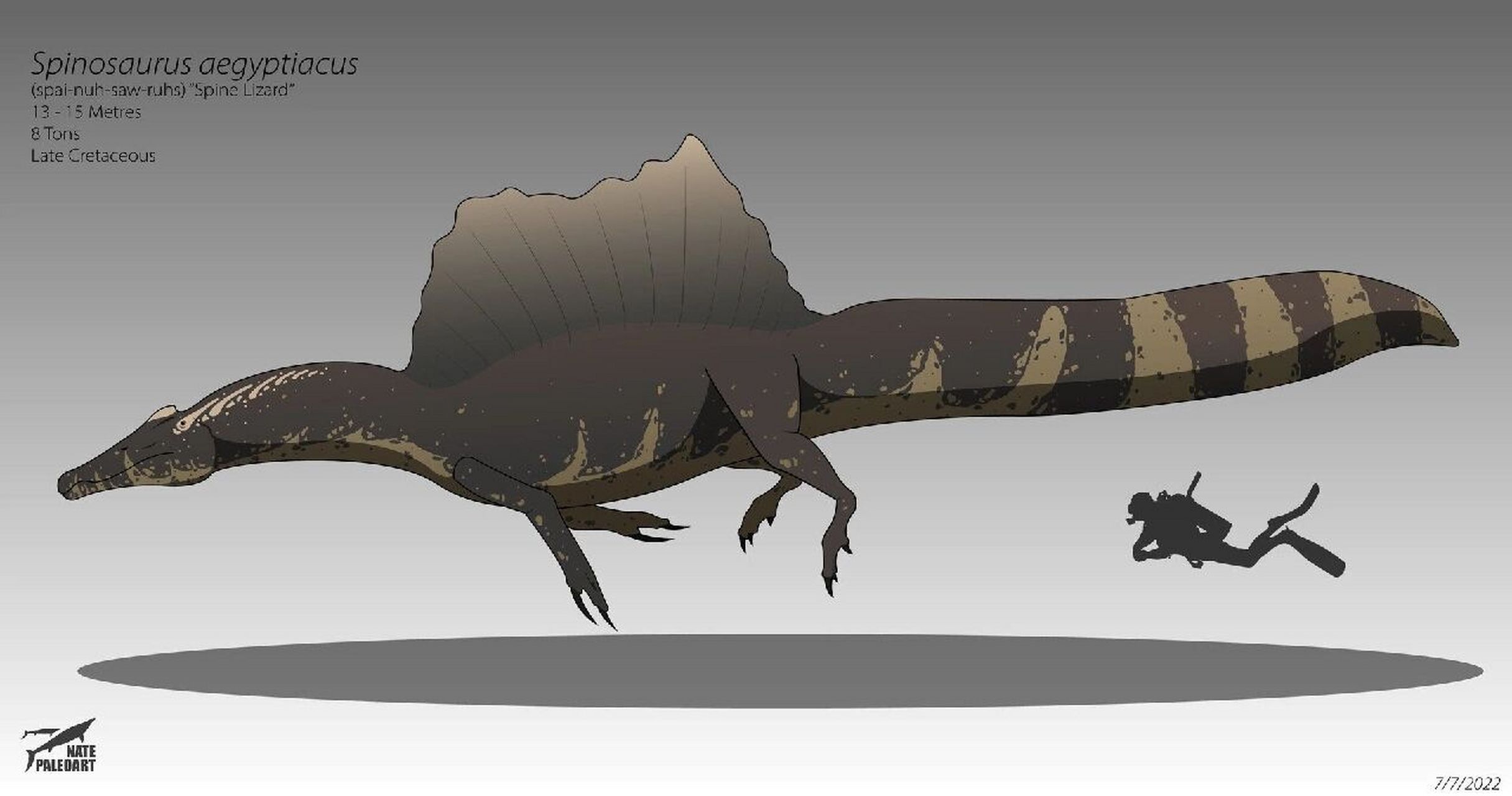 埃及棘龙 前言:由于近期我转载的图被盗现象严重,恐龙科普都只放一张