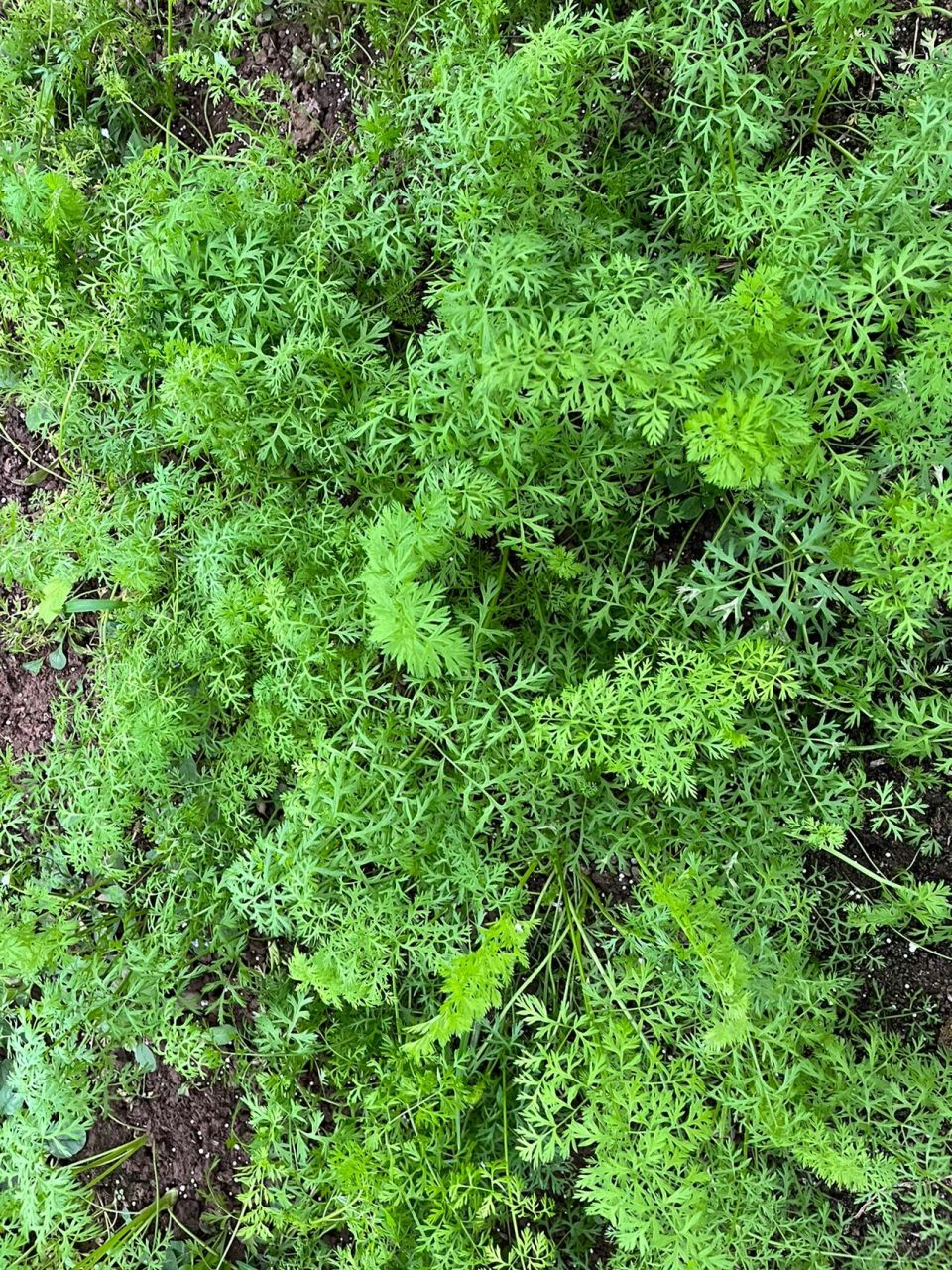 胡萝卜缨子柔软脆嫩