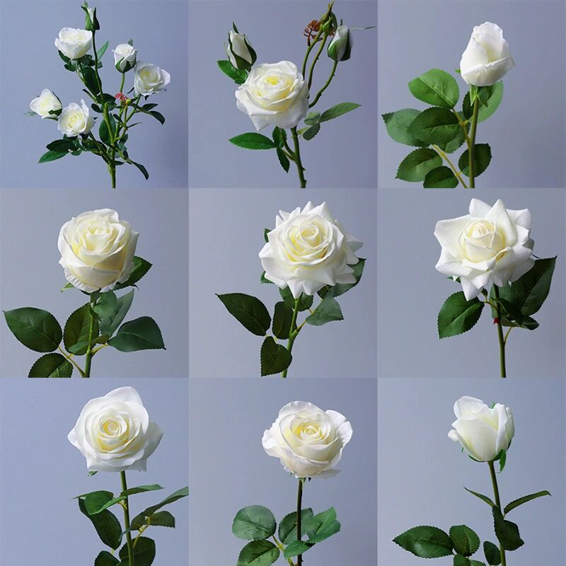 一花一世界 to白玫瑰 种自己的花,爱自己的宇宙. 『白玫瑰』 🌸白玫