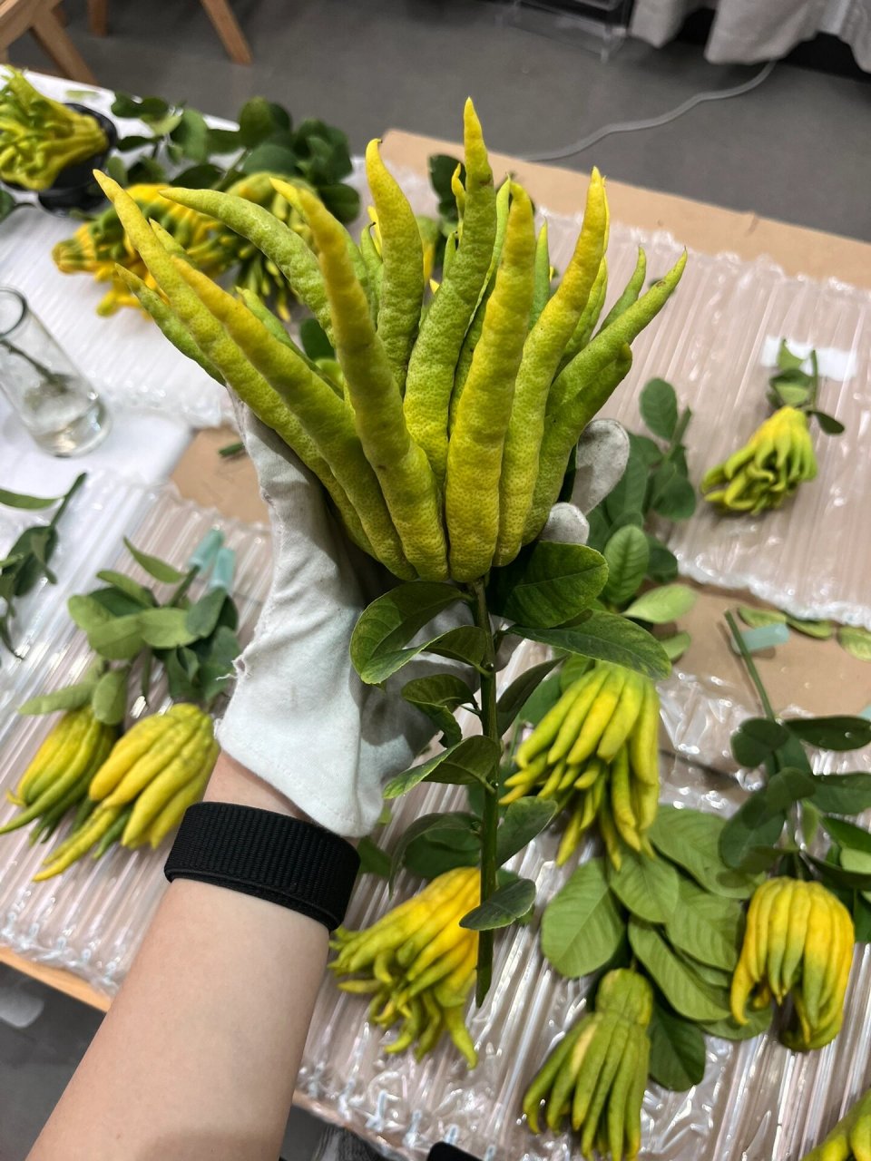 科普|"似花似果"的金华佛手柑 嗨,的小伙伴们!