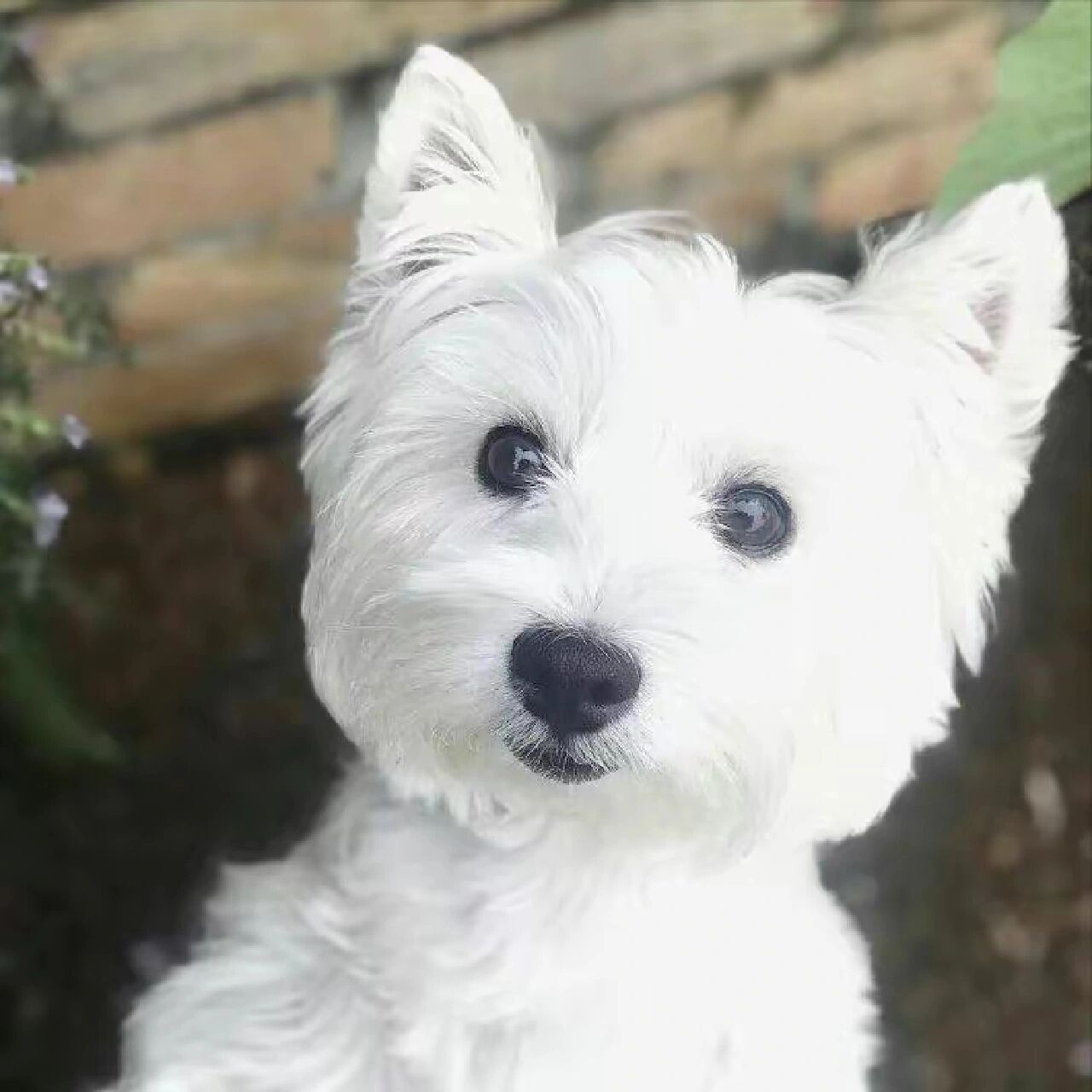 西高地白梗犬优缺点,您觉得适合吗 扒一扒西高地的身世: 西高地白梗犬