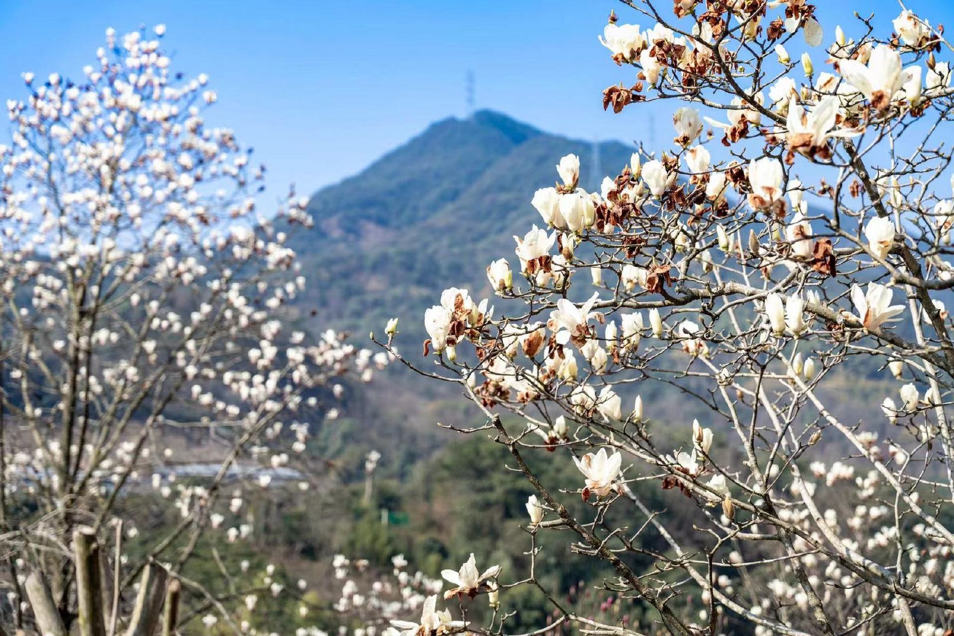 奉化长岭村玉兰花图片