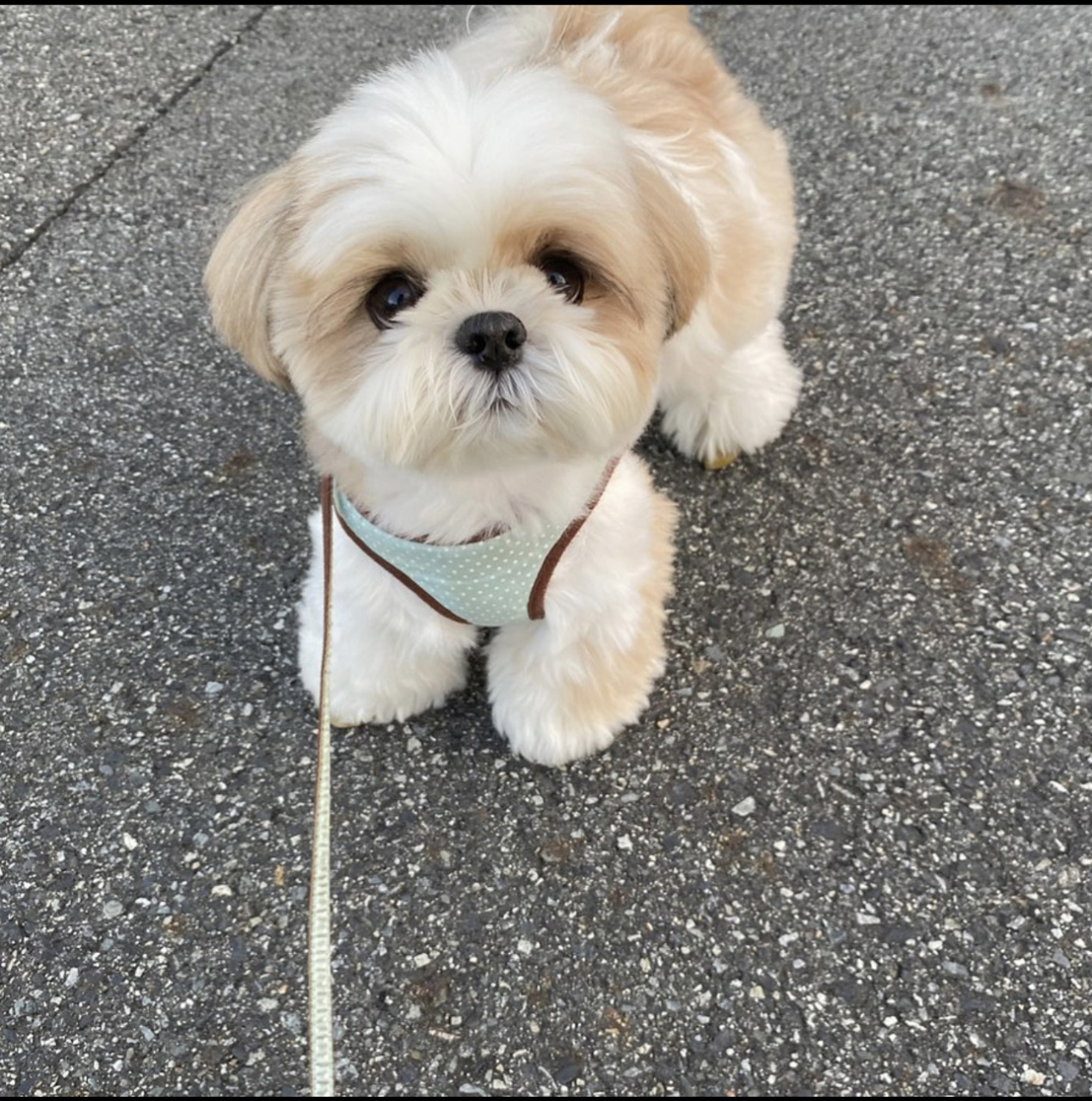 西施犬短发造型分享第二波 都是我存的ins可爱狗狗,给狗子美容的时候