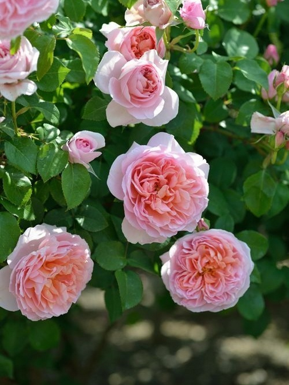 法国月季 95舍农索城堡的贵妇95 法国月季 95舍农索城堡的贵妇