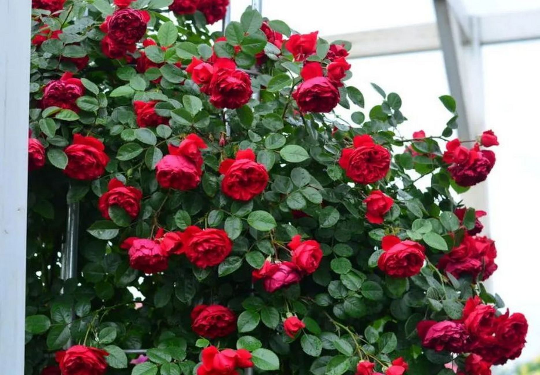 抗病性好:佛罗伦蒂娜月季具有较强的抗病能力,生长过程中较少出现