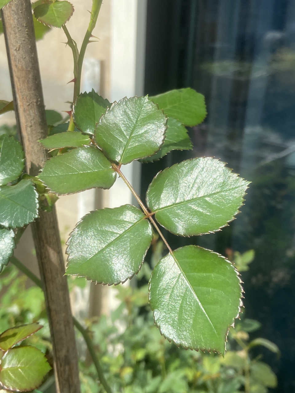 月季的叶子肥的要流油了 用完自制酵素,果然肥力十足呀,叶子全部油光