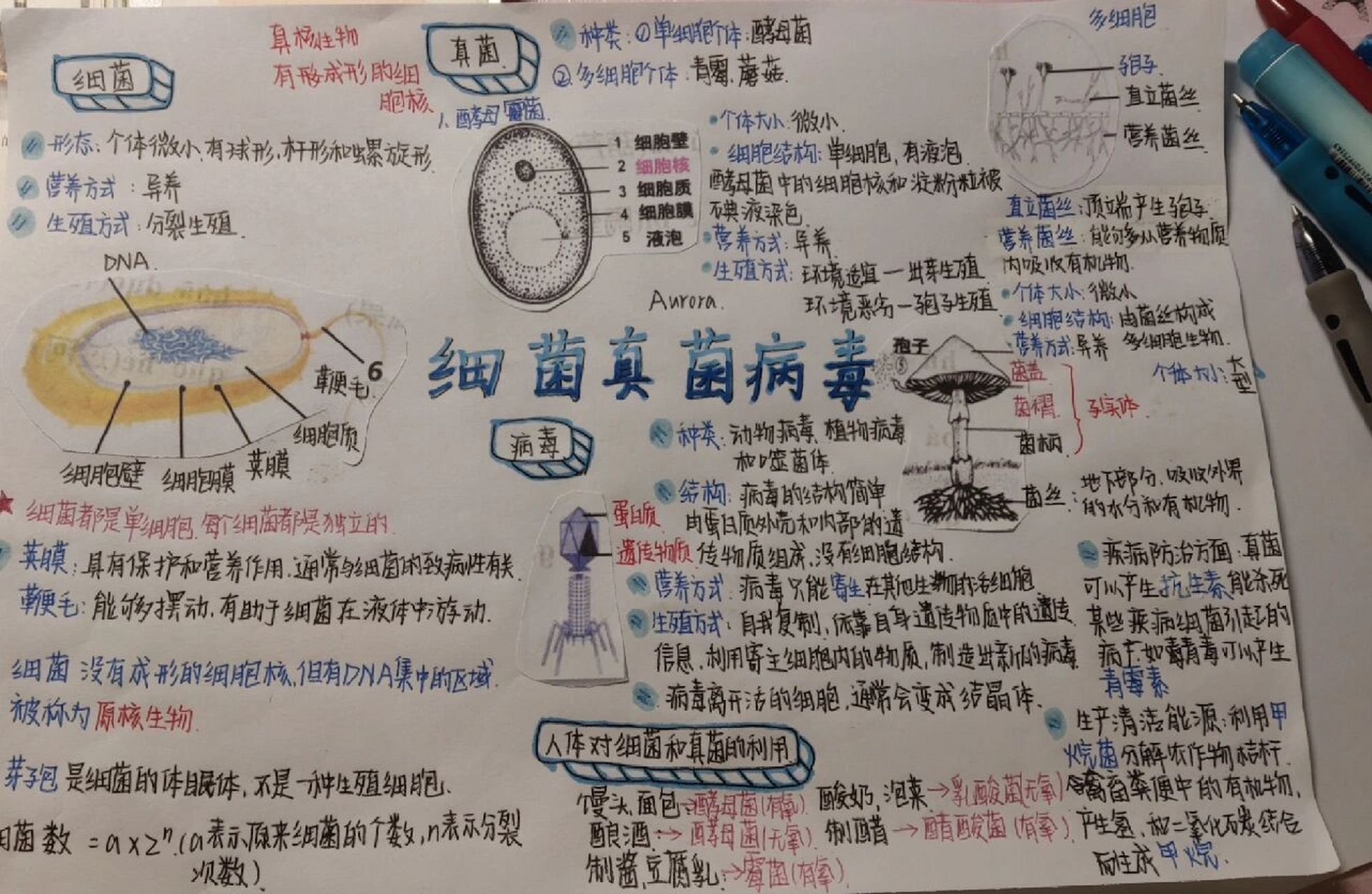 八下  细菌真菌病毒   思维导图(100%原创,不喜勿喷00)