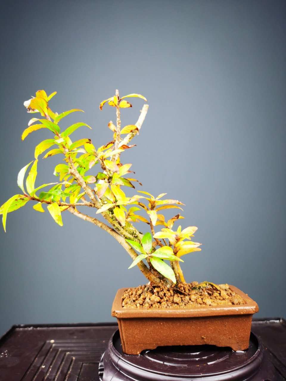 水杨梅真的是新手入门的首选 见水就能活 水培土培都可以 春天开花