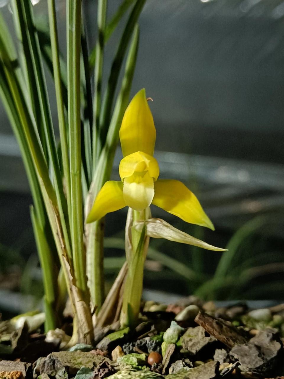 远超春兰金碧辉煌的一个春兰新品黄素,颜色纯净,花瓣带绿嘴!